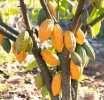 Parliament passes Ghana Cocoa Board Bill, 2026